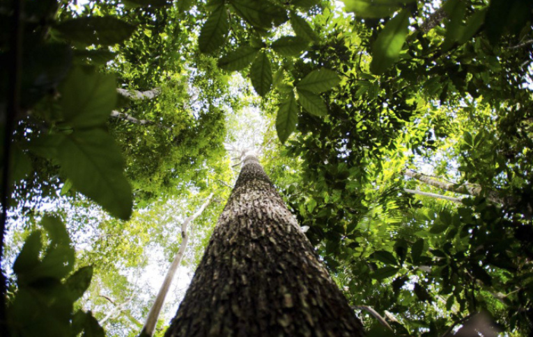 2023: Brasil respira novos ares para o meio ambiente, mas desafios ainda são grandes