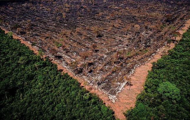 Apenas 2% das fazendas respondem por 62% do desmate ilegal da Amazônia e do Cerrado