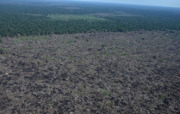 Banco francês deixará de financiar empresas que desmatam Amazônia e Cerrado no Brasil