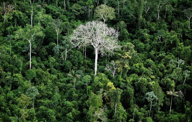 Brasil foi responsável por um terço da perda de florestas virgens no mundo em 2019, diz relatório