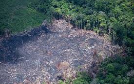 Desmatamento na Amazônia cresce 85% em 2019