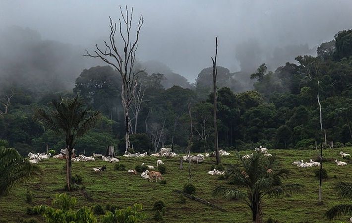 Desmatamento, trabalho escravo e incentivo da ditadura: o que está por trás dos megapecuaristas do Brasil