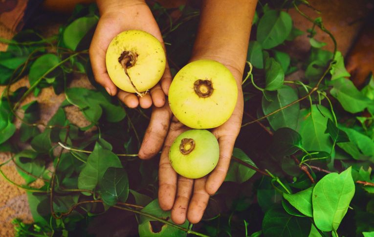 Enquanto Brasil debate isenção de agrotóxicos, Europa tem imposto maior para os mais tóxicos