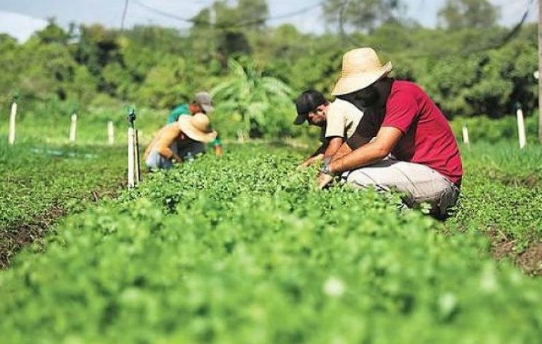 Governo elimina conselho defensor de alimentação saudável e sem agrotóxico