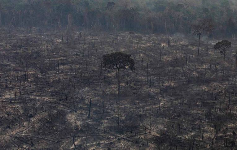 Banqueiros criticam destruição ambiental de Salles e Bolsonaro