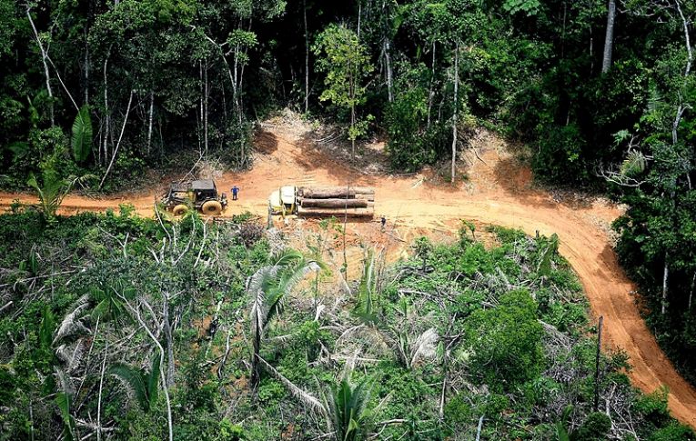 Impunidade é aliada de grileiros para desmatar florestas