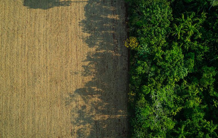 MP 910 entrega 65 milhões de hectares públicos para uso privado, denuncia procuradora