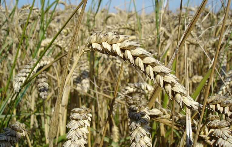 ONU alerta para níveis recordes de fome