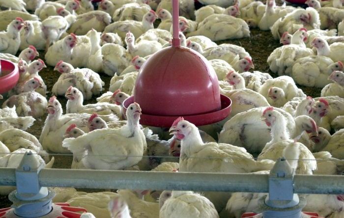 Sauditas suspendem compra de frango brasileiro e milhares podem perder emprego 