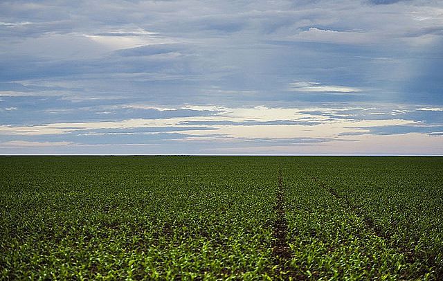 Senado aprova PL que facilita compra de terras por estrangeiros; entenda os riscos