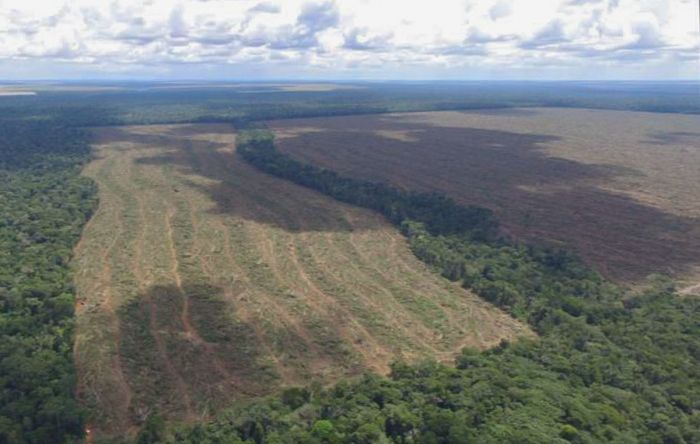 Dia Mundial do Meio Ambiente é marcado por denúncias e mobilizações nas redes