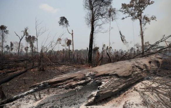 Mesmo com mais desmatamento, Ibama pode perder verbas no Orçamento de 2021