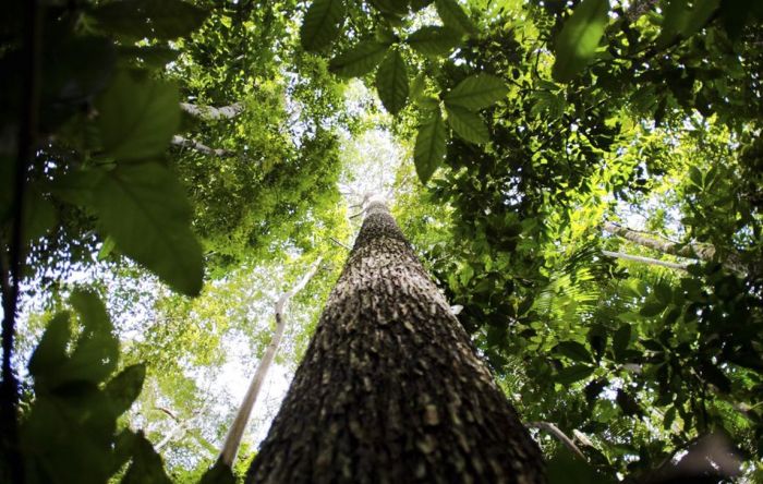 STF ordena reativação do Fundo Amazônia, bloqueado por Bolsonaro